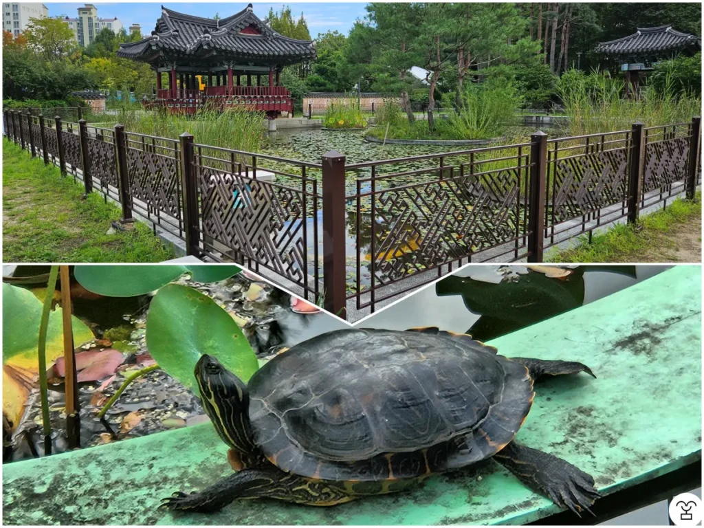 Kolam Gyoha, kura-kura Reeves