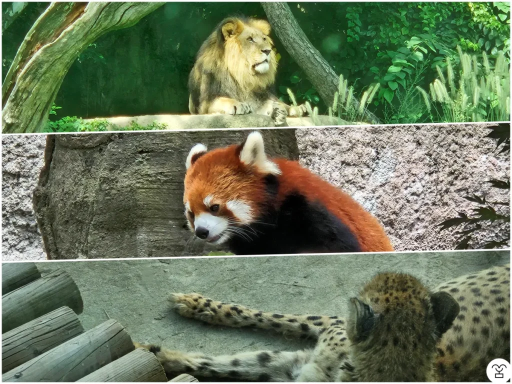 Hewan yang terlihat melalui kaca transparan (cheetah, singa, panda merah)