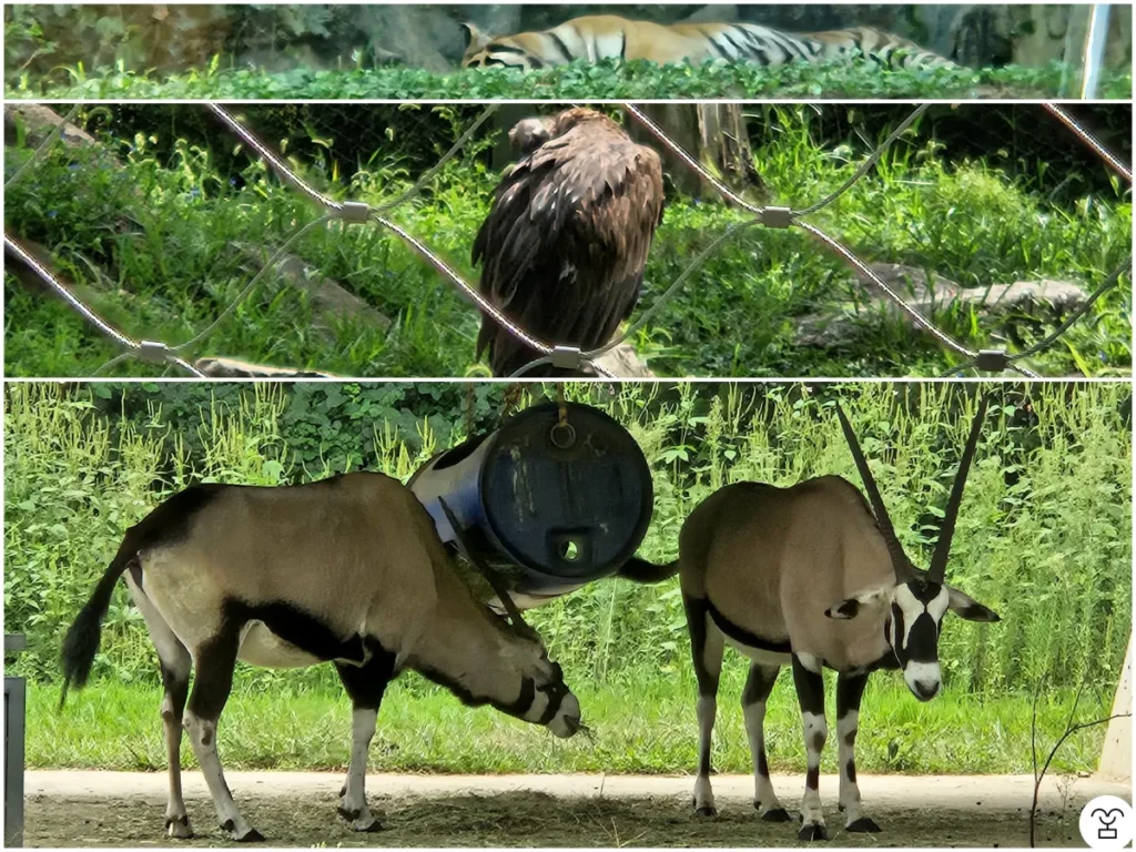 Harimau yang terlihat melalui kaca transparan, elang yang terlihat dari balik pagar kawat, gemsbok