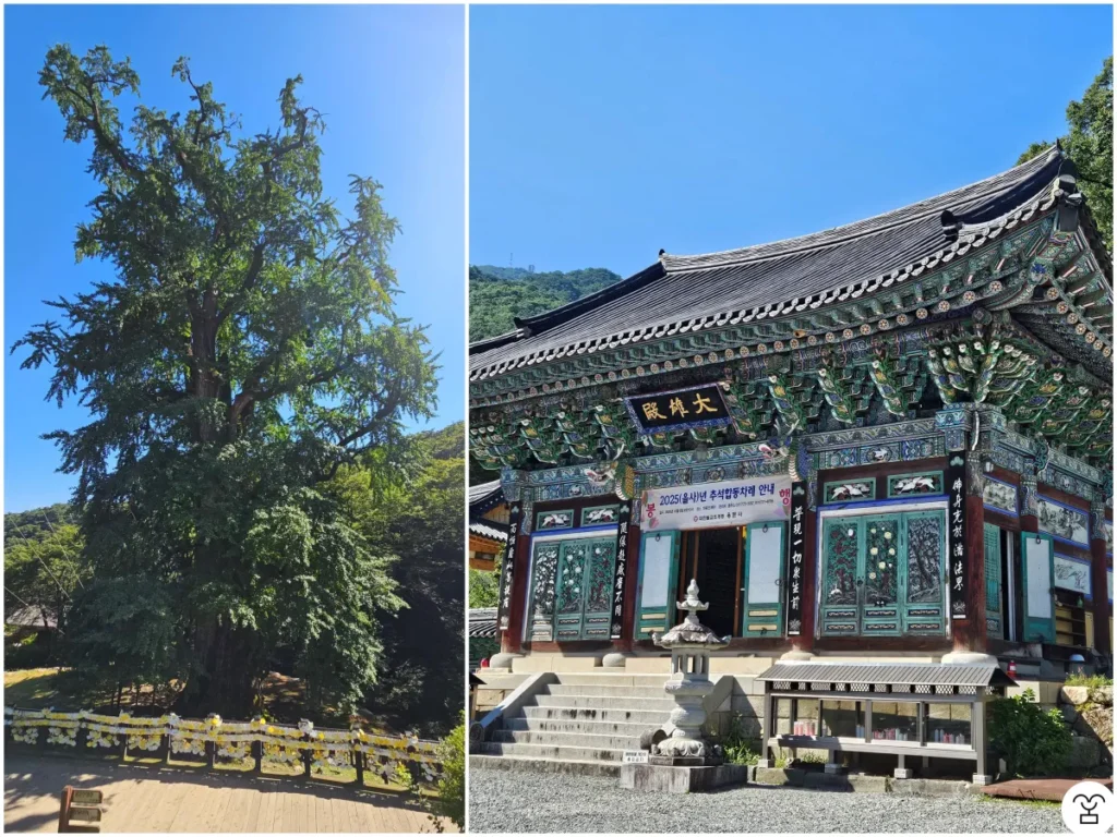 Foto sebelah kiri adalah pohon ginkgo di Yongmunsa.