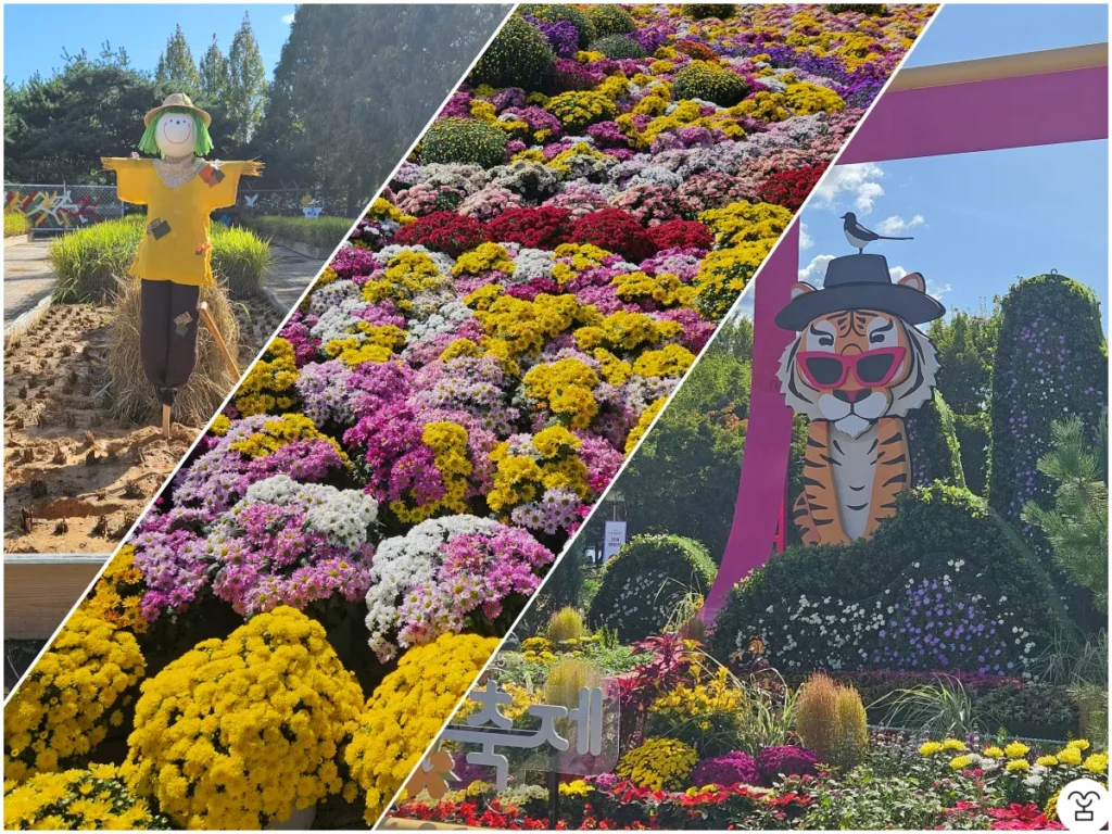 Festival Bunga Musim Gugur Goyang 2025