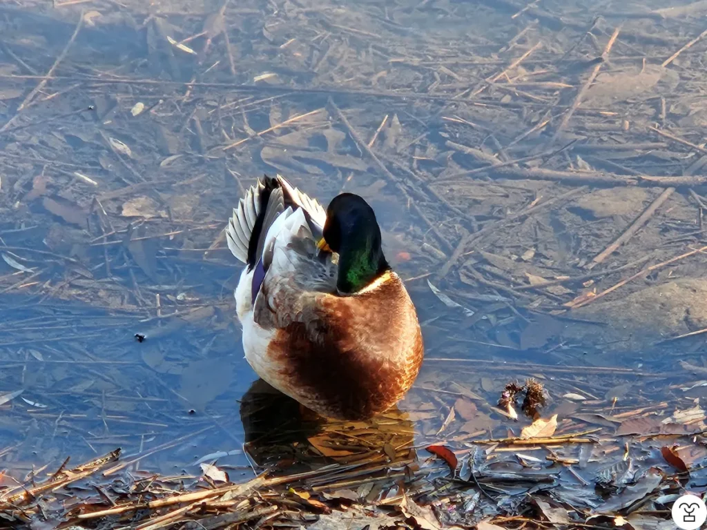 mallard