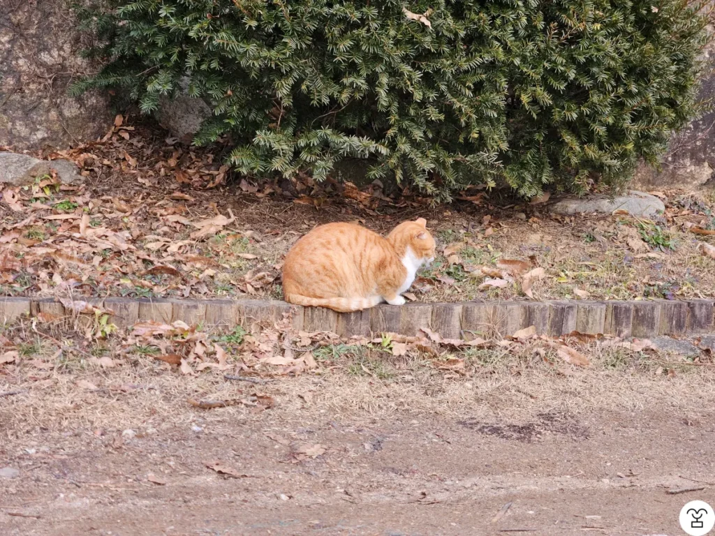 Kucing Gunung Simhaksan