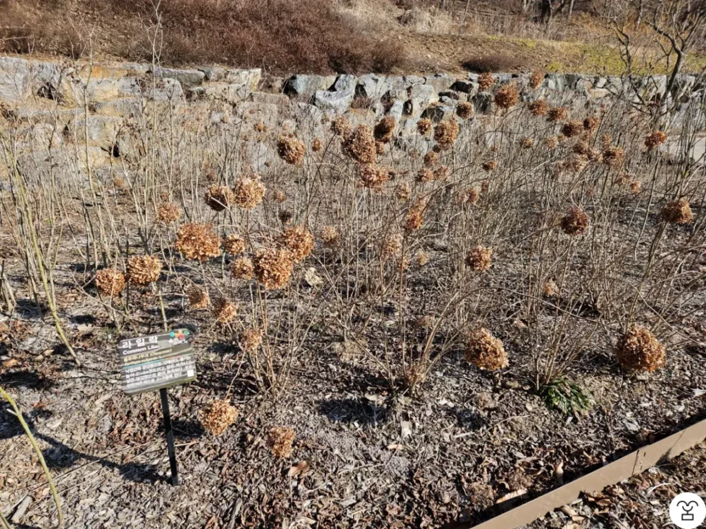 Lilac di Musim Dingin