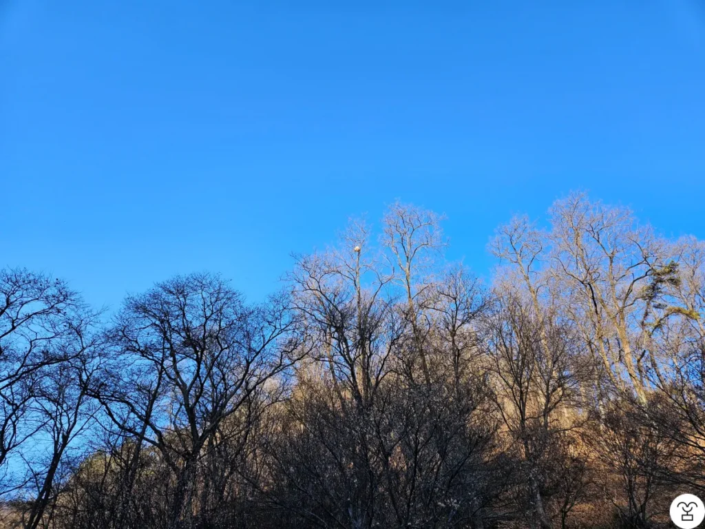 Dalam perjalanan menuju pusat pengunjung, aku menemukan benda aneh di dahan pohon.
